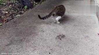 娱乐吃瓜小野猫,揭秘娱乐圈那些不为人知的秘密